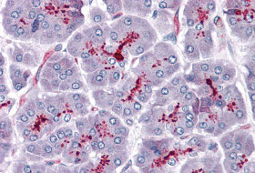 2 - SLAIN1 Antibody ASC11009