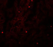 3 - FAM59A Antibody ASC11013