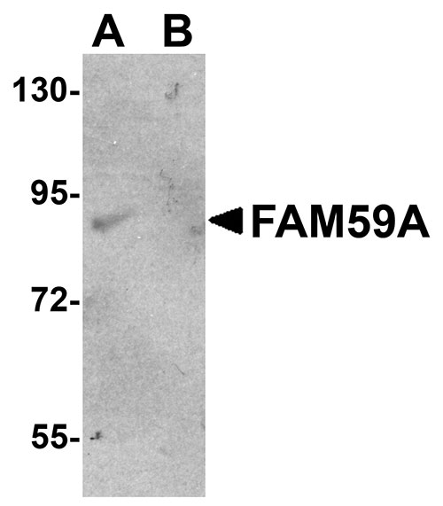 1 - FAM59A Antibody ASC11013