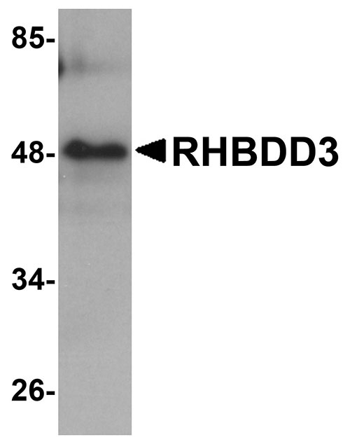 1 - RHBDD3 Antibody ASC11034