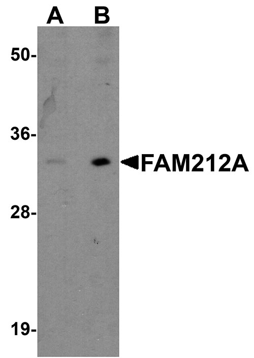1 - FAM212A Antibody ASC11035