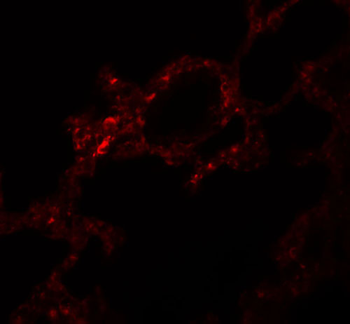 3 - VLK Antibody ASC11045