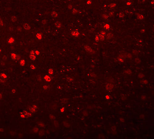 3 - SYNGR1 Antibody ASC11046