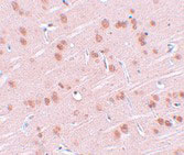 2 - SYNGR1 Antibody ASC11046