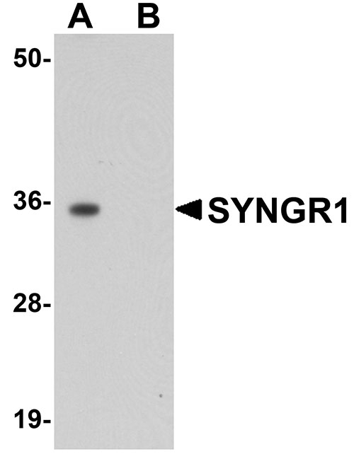 1 - SYNGR1 Antibody ASC11046
