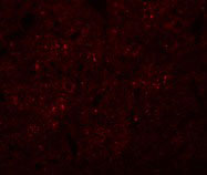 3 - SYNGR3 Antibody ASC11048