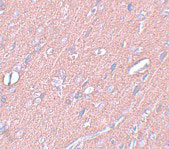 2 - SYNGR3 Antibody ASC11048