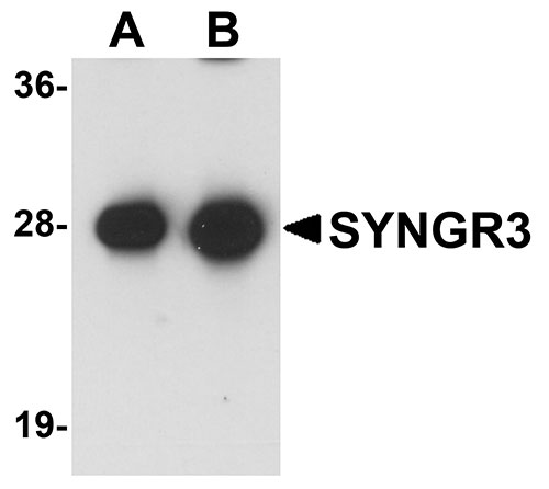 1 - SYNGR3 Antibody ASC11048