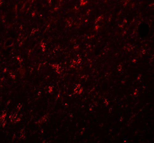 3 - SYNGR4 Antibody ASC11049