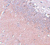 2 - SYNGR4 Antibody ASC11049