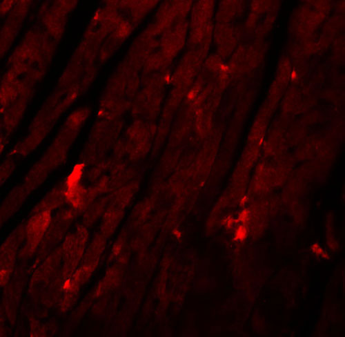3 - REEP3 Antibody ASC11051
