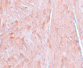 2 - REEP3 Antibody ASC11051