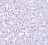 2 - CALHM1 Antibody ASC11061