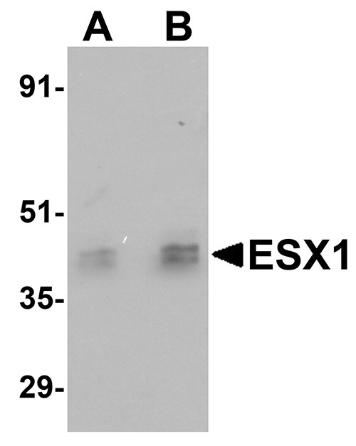 1 - ESX1 Antibody ASC11063