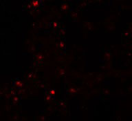 3 - ZSCAN4 Antibody ASC11070