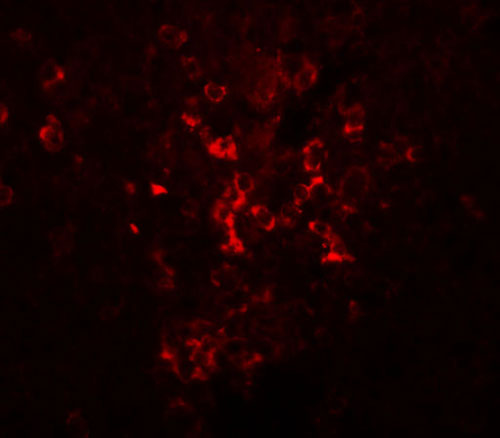 3 - LZTR2 Antibody ASC11074