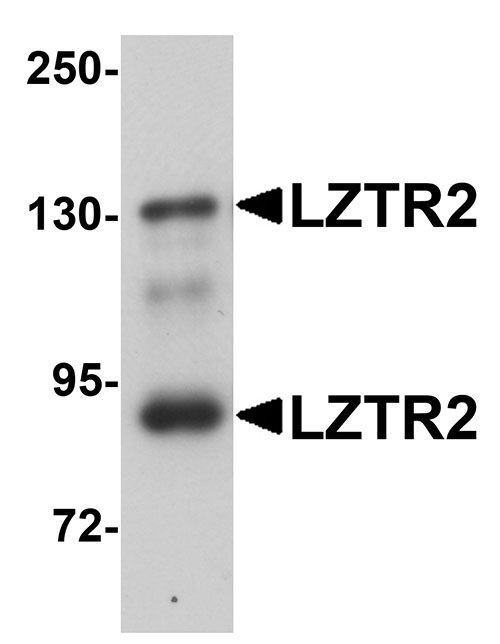 1 - LZTR2 Antibody ASC11074