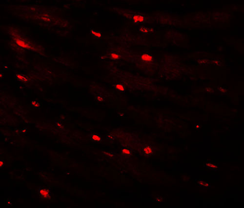 3 - CAZIP Antibody ASC11082