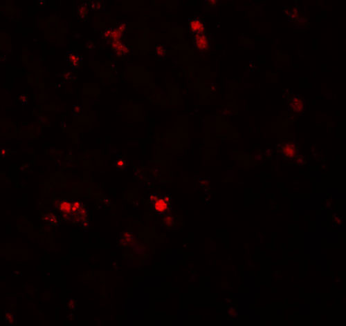 3 - ELOVL7 Antibody ASC11083