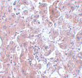 2 - ELOVL7 Antibody ASC11083