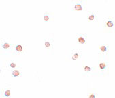 8 - LRRC19 Antibody ASC11084