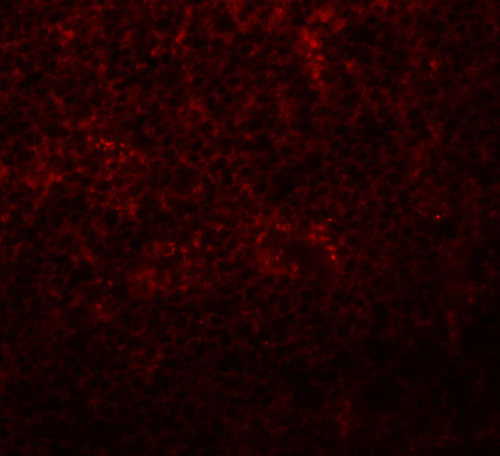 3 - Slc37A2 Antibody ASC11086