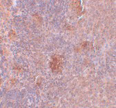 2 - Slc37A2 Antibody ASC11086