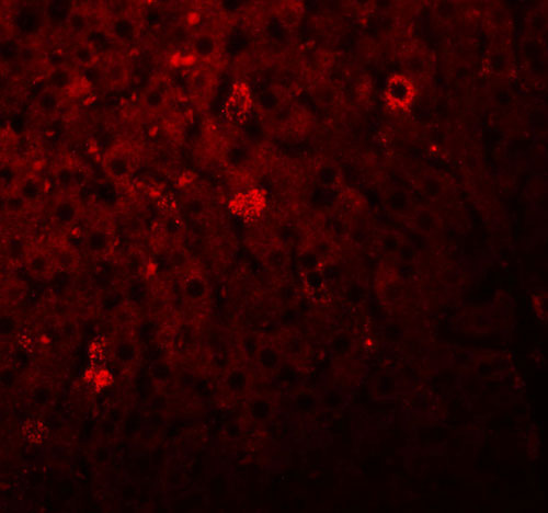 3 - LYRM1 Antibody ASC11091