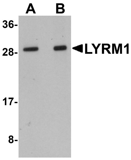 1 - LYRM1 Antibody ASC11091
