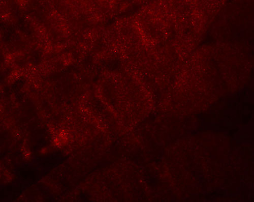 3 - RANBP10 Antibody ASC11094