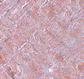 2 - RANBP10 Antibody ASC11094