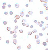 8 - Maelstrom Antibody ASC11095