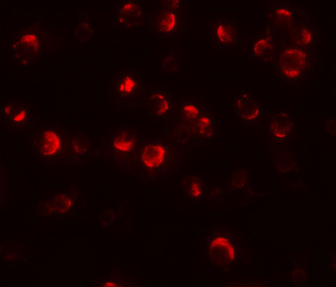 3 - Maelstrom Antibody ASC11095
