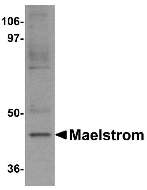 1 - Maelstrom Antibody ASC11095