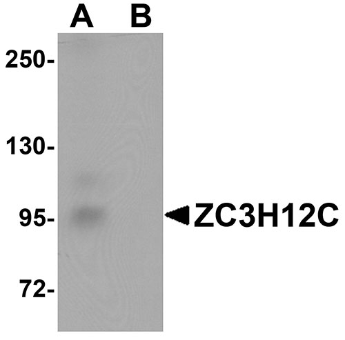 1 - ZC3H12C Antibody ASC11100