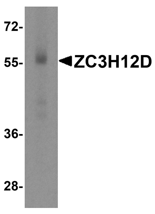 1 - ZC3H12D Antibody ASC11101
