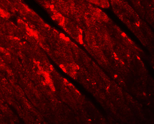 3 - TMEM184C Antibody ASC11104