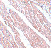 2 - TMEM184C Antibody ASC11104