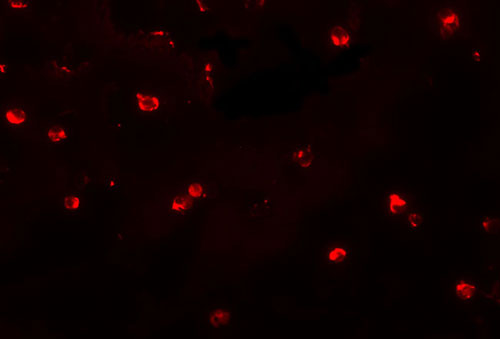 3 - ENC-2 Antibody ASC11108