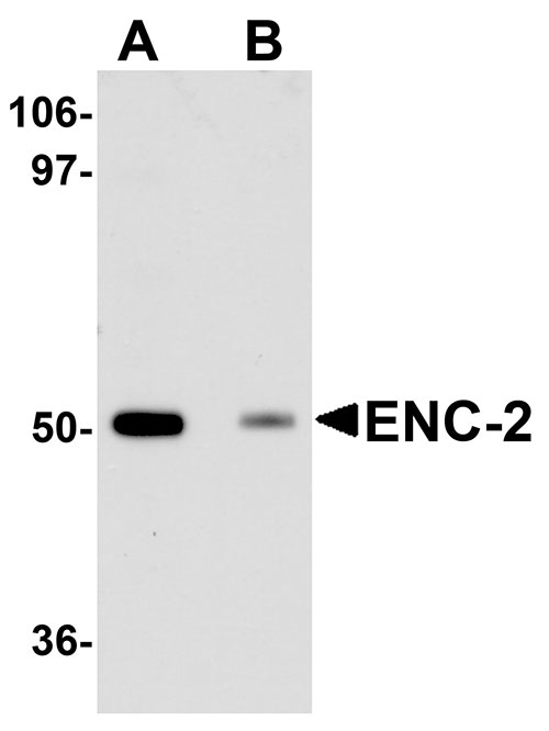 1 - ENC-2 Antibody ASC11108