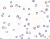 8 - APC2 Antibody ASC11114