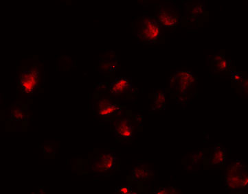 3 - APC2 Antibody ASC11114