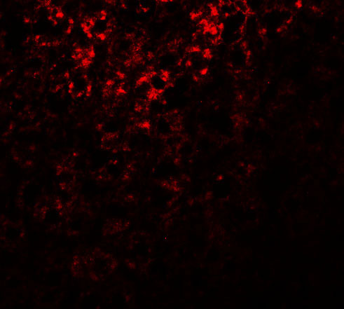 3 - ATG101 Antibody ASC11146