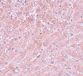 2 - ATG101 Antibody ASC11146