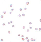8 - ZEB1 Antibody ASC11157