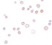 8 - FREM1 Antibody ASC11159