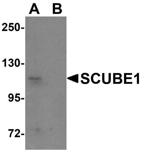 1 - SCUBE1 Antibody ASC11165
