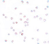 8 - SCUBE2 Antibody ASC11166