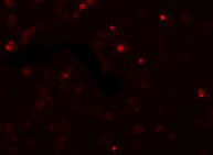 3 - SCUBE2 Antibody ASC11166