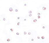 8 - SCRN2 Antibody ASC11169